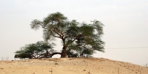 L’arbre de vie de Bahreïn