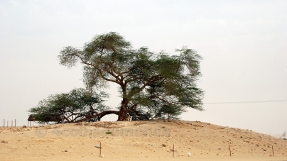 L’arbre de vie de Bahreïn