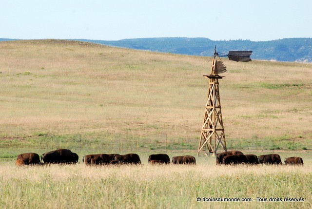 Ou voir des bisons roadtrip USA