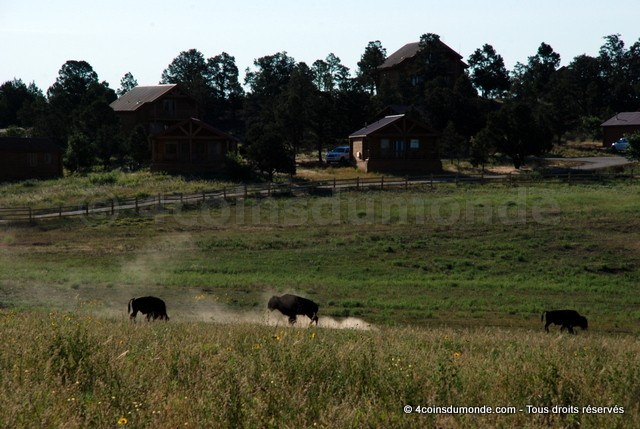 Ou voir des bisons roadtrip americains