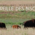 ou-voir-des-bisons-dans-l'ouest-des-USA