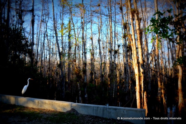 en prenant notre itinéraire bon plan Everglades vous verrez pleins d'animaux tous sauvage