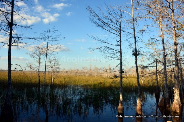 voir des alligators sauvages dans les Everglades voir des alligators sauvages dans les Everglades