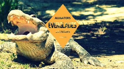 Sortir des sentiers battus des Everglades