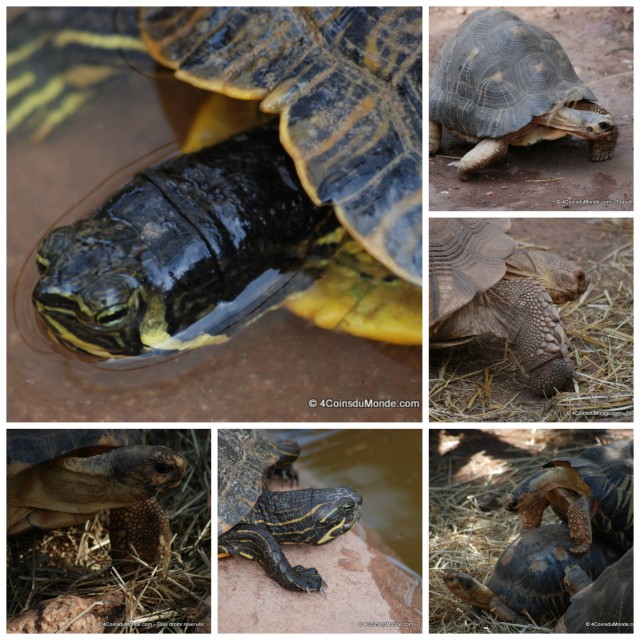 Le village des tortues de Gonfaron