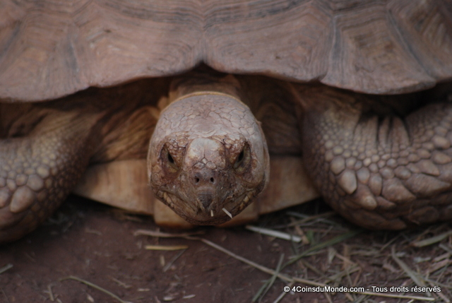 une tortue du village des tortues de Gonfaron dans le var