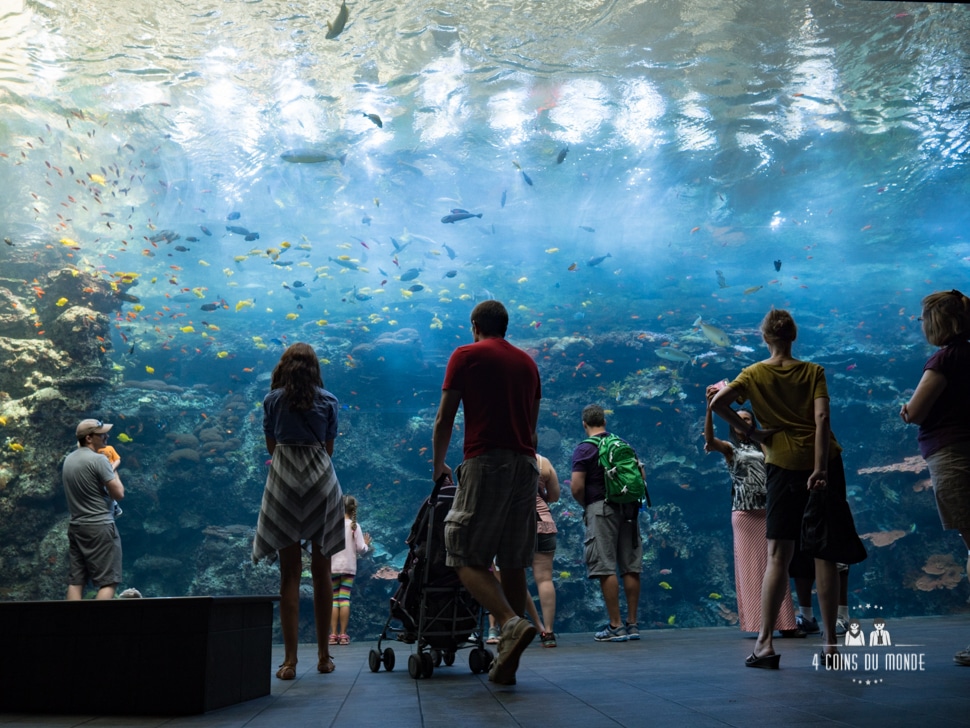Visite aquarium Atlanta