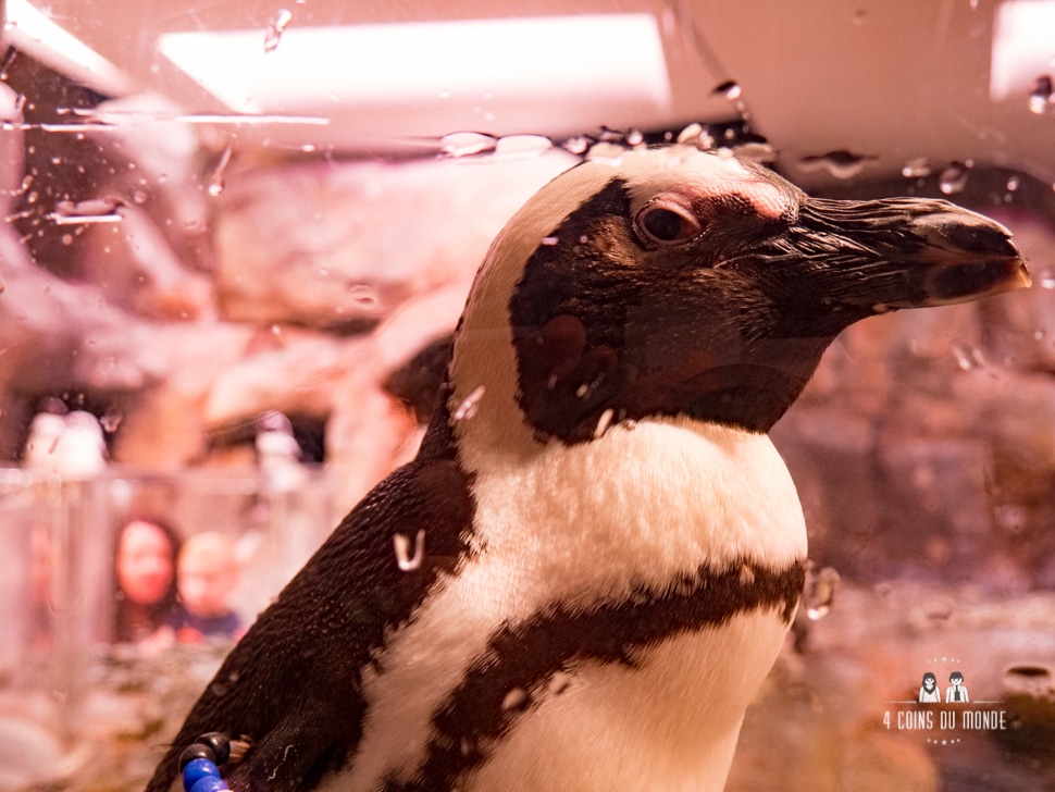 Visite aquarium Atlanta