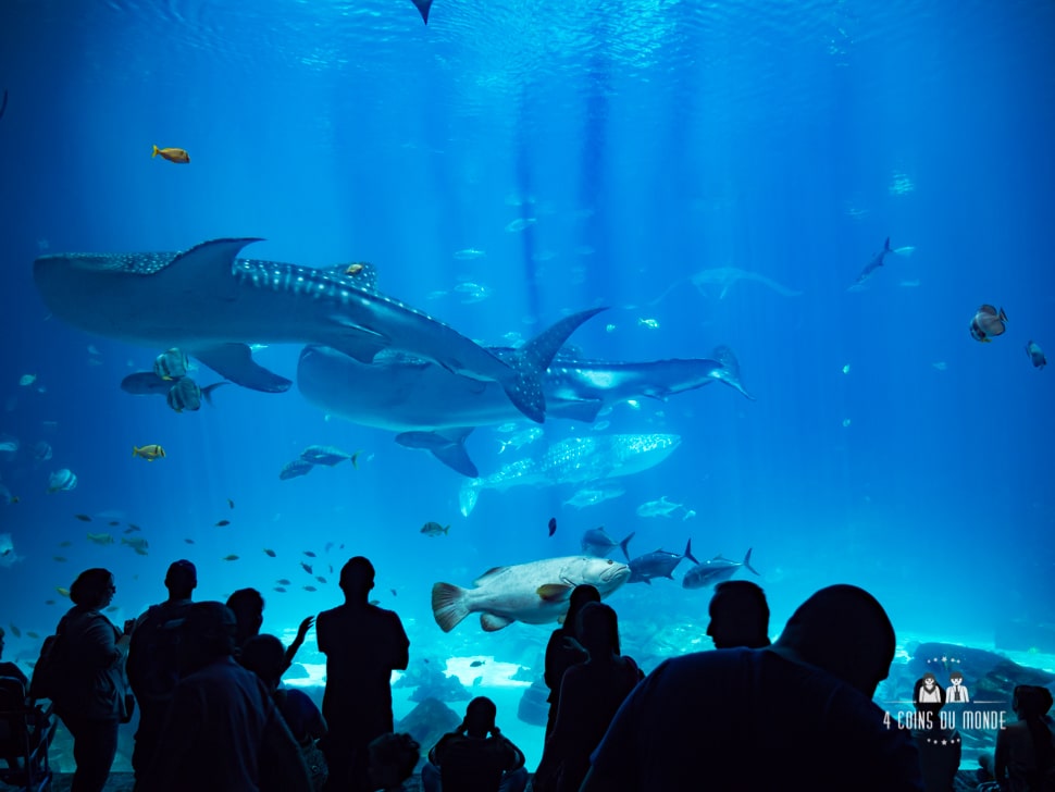 L'aquarium est l'un des seuls à avoir des requins baleines
