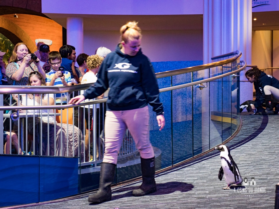 Les enfants adorent la sortie des pinguins