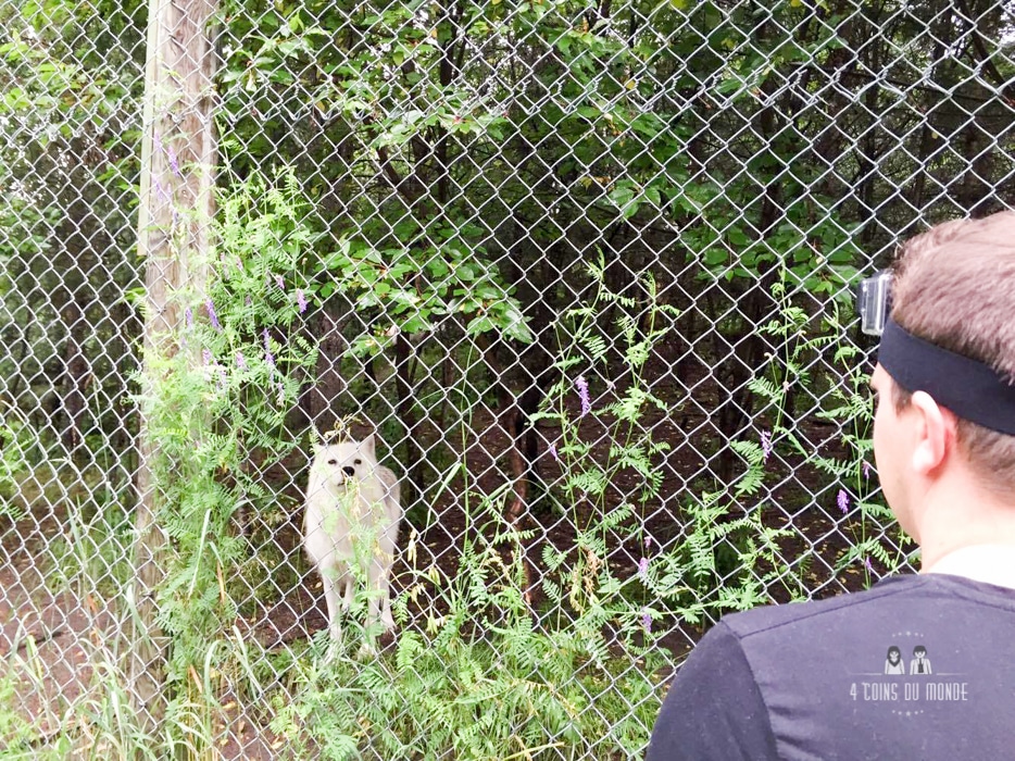 rencontre avec les loups au Canada