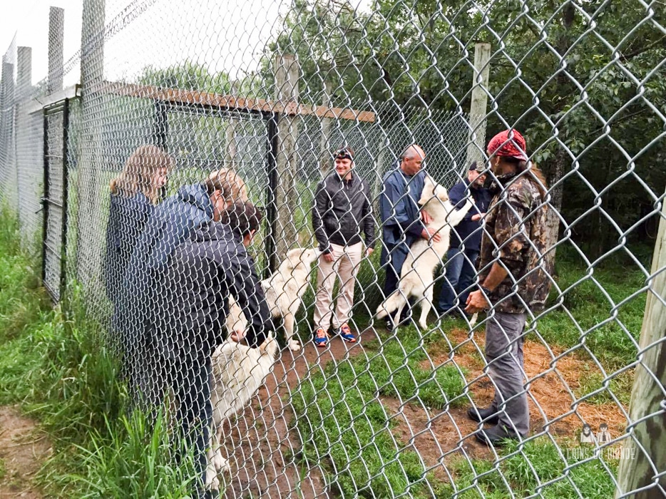 rencontre avec les loups au Quebec