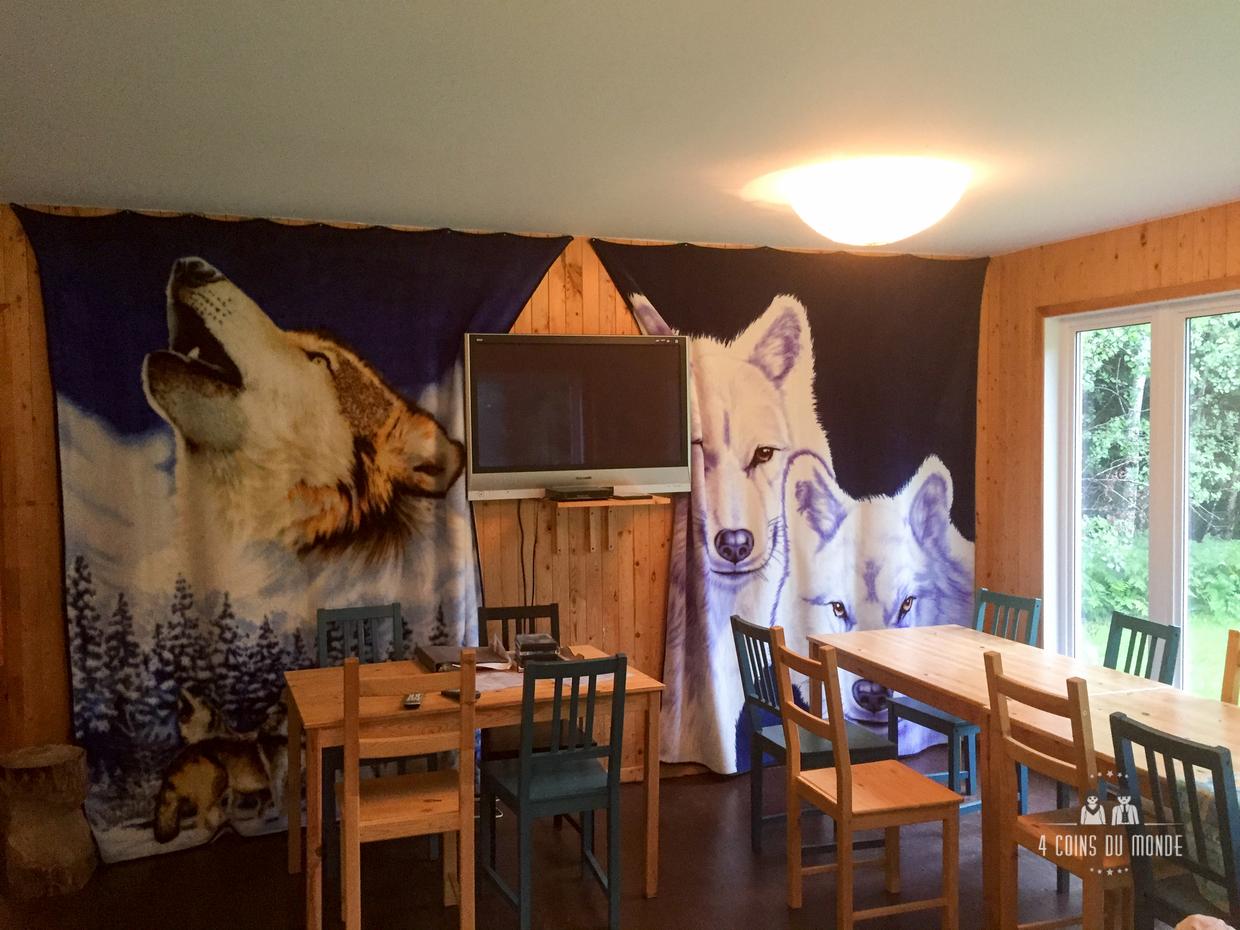 rencontre avec les loups au quebec aventuraid-4