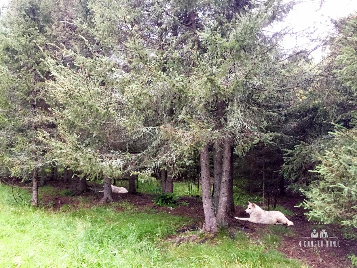 rencontre avec les loups au quebec aventuraid