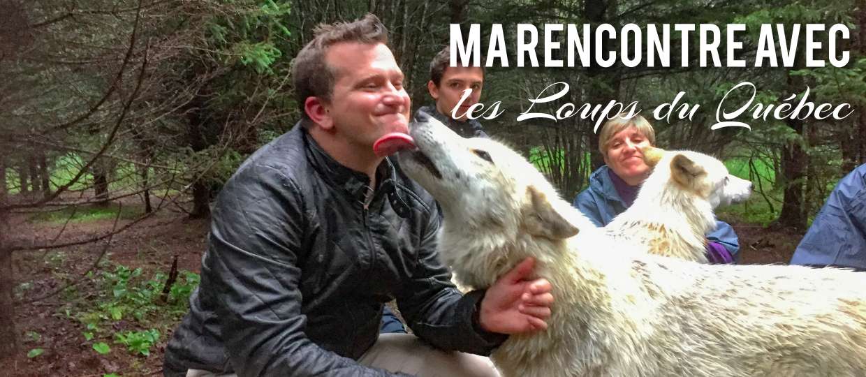 Ma rencontre insolite avec des loups au Quebec Canada