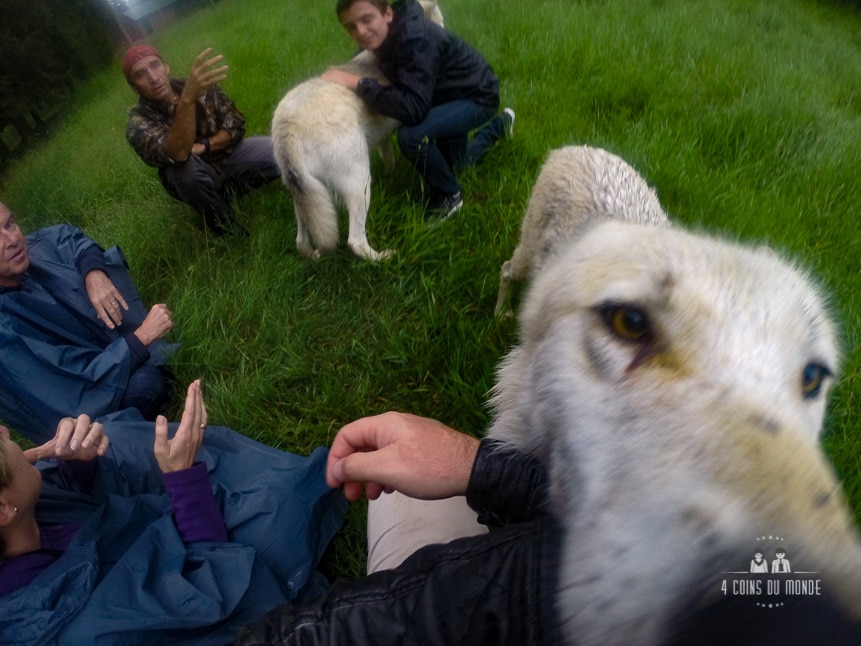voir des loups au canada quebec aventuraid